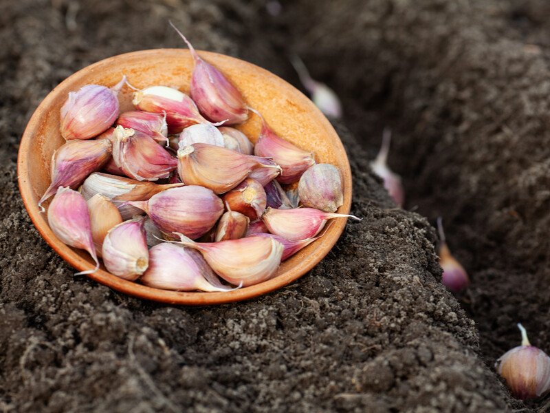 Замочіть восени у цьому озимий часник – і наступного року зберете рекордний урожай