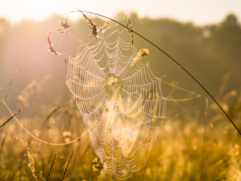 В Україну йде бабине літо. Названо дату, коли почнеться потепління