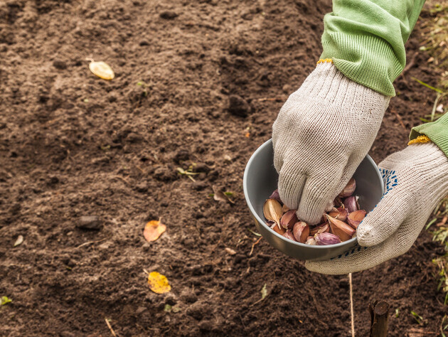 Зробіть це з озимим часником, щоб отримати неймовірний урожай