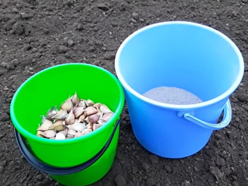 Насипте в жовтні це в ямки – і зберете рекордний урожай часнику. Секрети озимого посіву