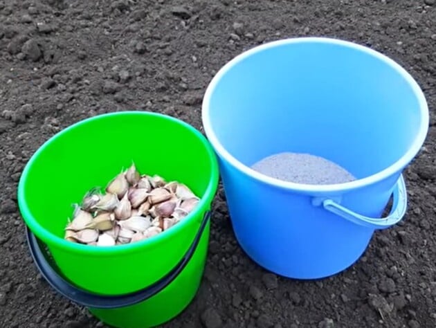 Насипте в жовтні це в ямки – і зберете рекордний урожай часнику. Секрети озимого посіву