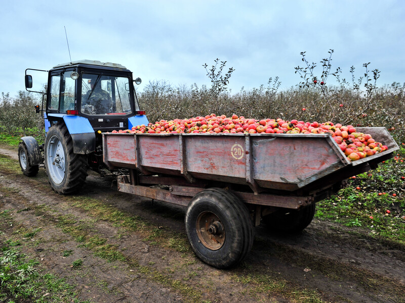 Садоводы в октябре всегда обрабатывают этим сад, чтобы на следующий год не было парши и мучнистой росы
