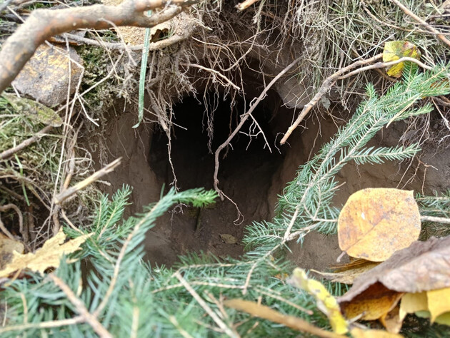 Польські прикордонники виявили тунель під кордоном із Білоруссю