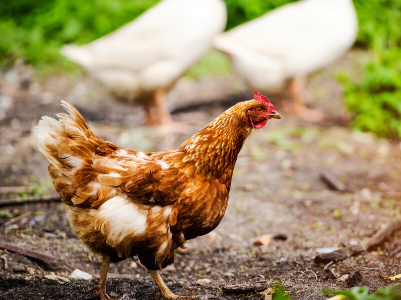 Из-за этой распространенной ошибки ваши куры могут плохо нестись. Проверенный способ это исправить