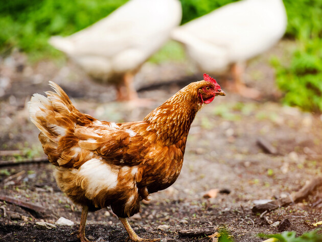 Из-за этой распространенной ошибки ваши куры могут плохо нестись. Проверенный способ это исправить