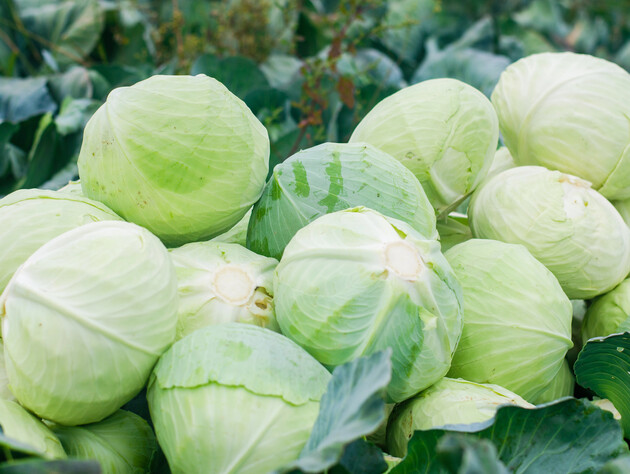 Если хотите иметь вкусную и сочную капусту до весны – воспользуйтесь одним из семи надежных способов