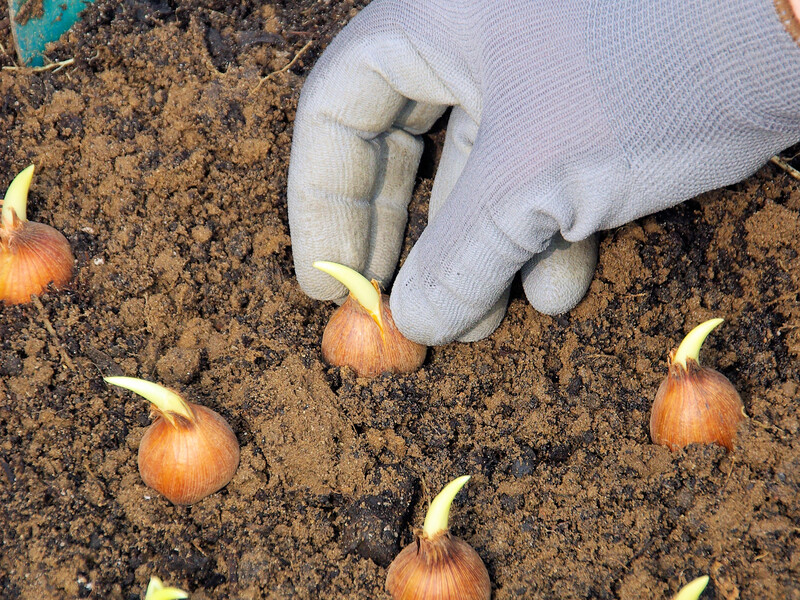 Если посадите на этом месте озимый лук – он не доживет до весны. Секреты щедрого урожая