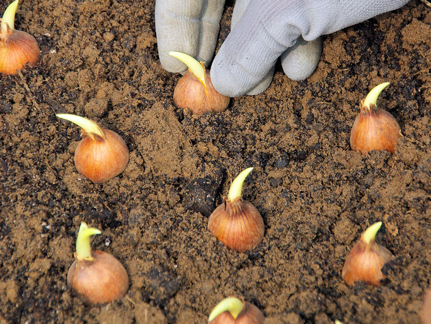 Если посадите на этом месте озимый лук – он не доживет до весны. Секреты щедрого урожая