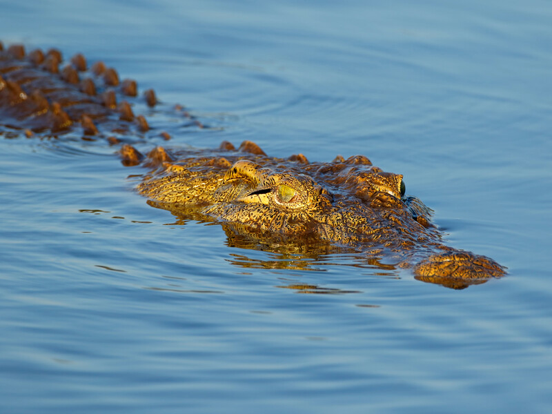 В Австралії крокодил потрапив у басейн п'ятизіркового курорту. Відео