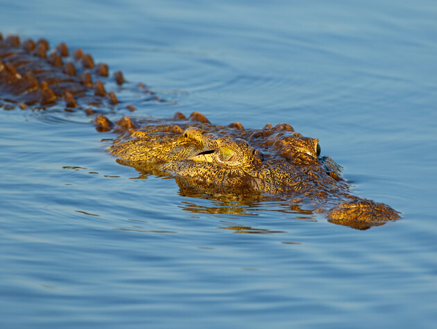 В Австралії крокодил потрапив у басейн п'ятизіркового курорту. Відео