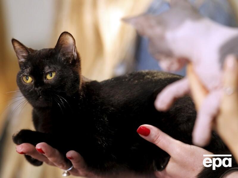 Чорних котів тимчасово заборонили брати із притулку для тварин в Іспанії. Чому?  
