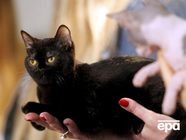 Чорних котів тимчасово заборонили брати із притулку для тварин в Іспанії. Чому?  