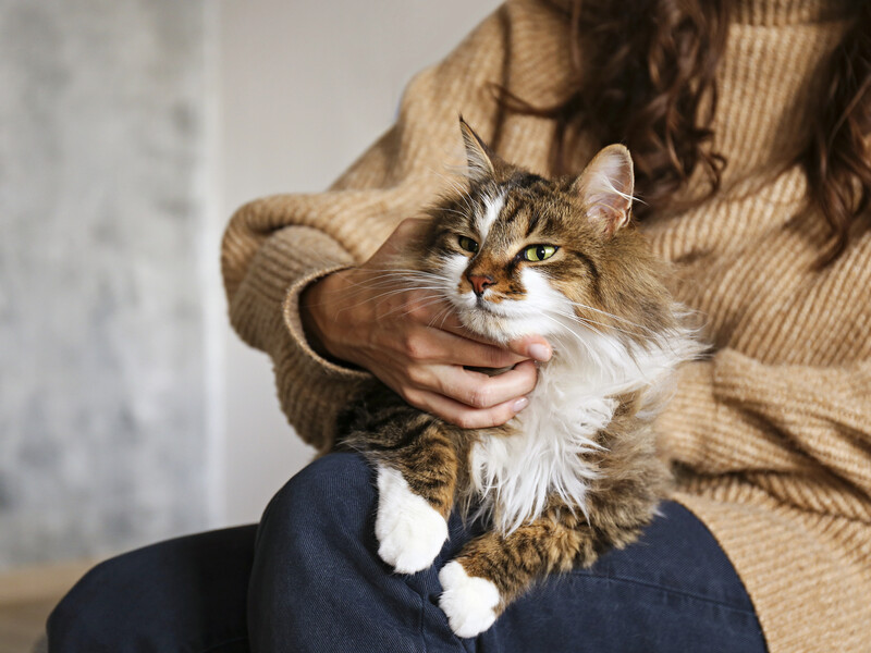 П'ять причин, через які кіт спить поряд із господарем