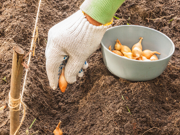 Лучше всего озимый лук сажать именно так – тогда получите крупные плоды и кусты без стрелок
