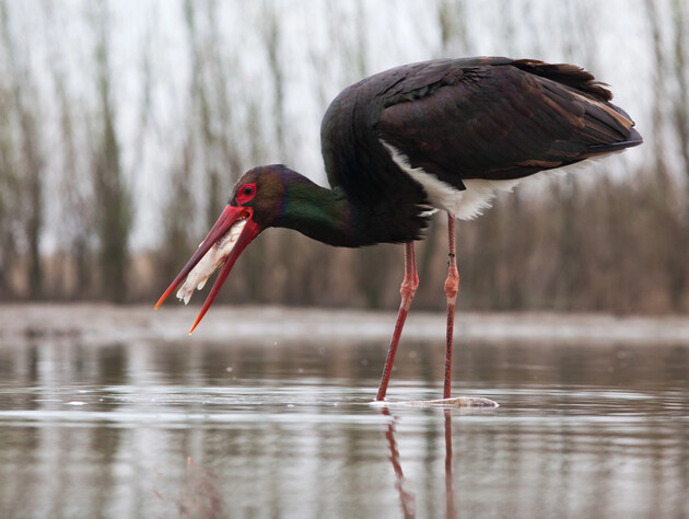 Біля Чорнобиля зафіксували рідкісного птаха