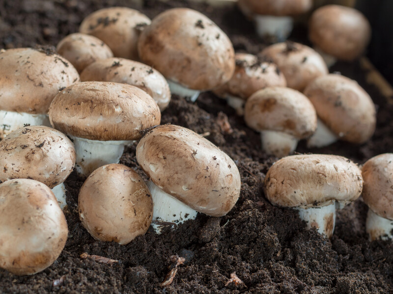 Как на собственном огороде получить урожай шампиньонов. Три важных пункта