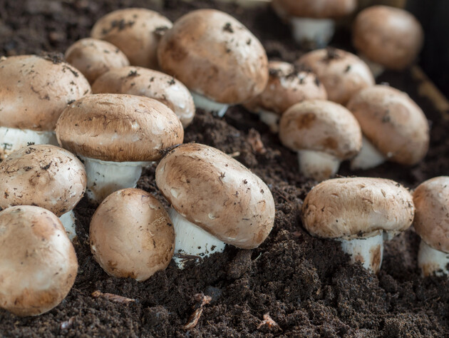Як на власному городі отримати врожай печериць. Три важливі пункти