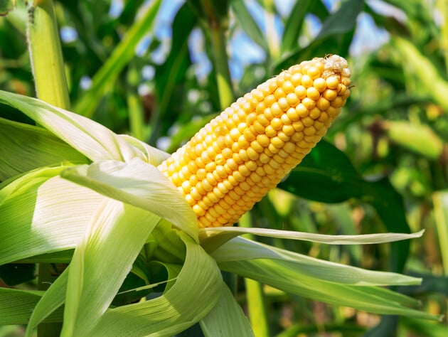 Во Львовской области фермер избил пенсионерку, потому что она якобы украла с его поля кукурузу – полиция