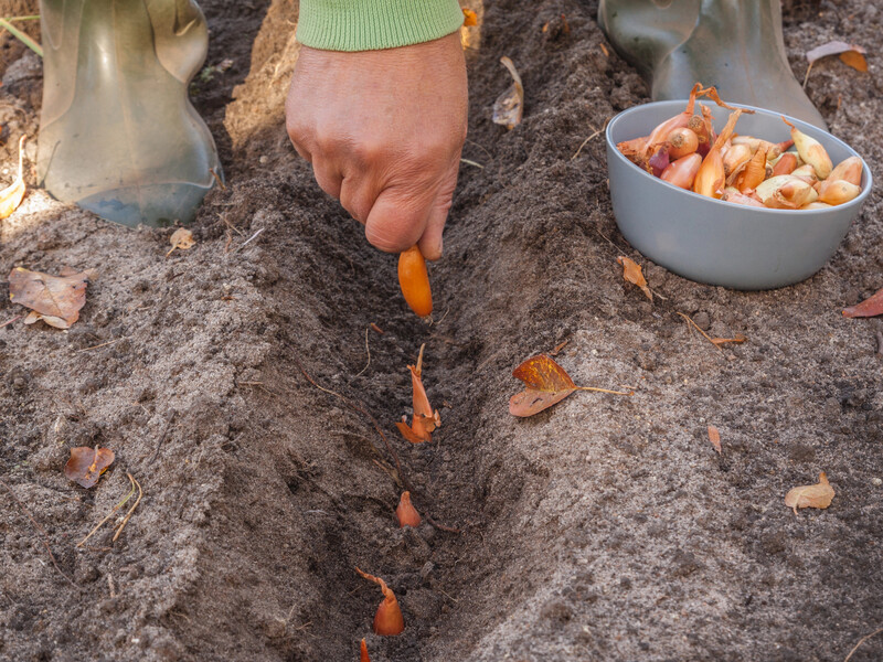 Лайфхак, про який усі мовчать. Садіть озиму цибулю саме так – і вона не змерзне й зарано не проросте