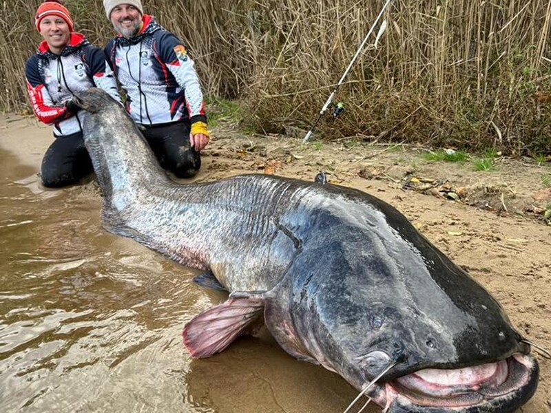 У Польщі зловили сома завдовжки майже три метри, це світовий рекорд. Яка подальша доля риби. Відео