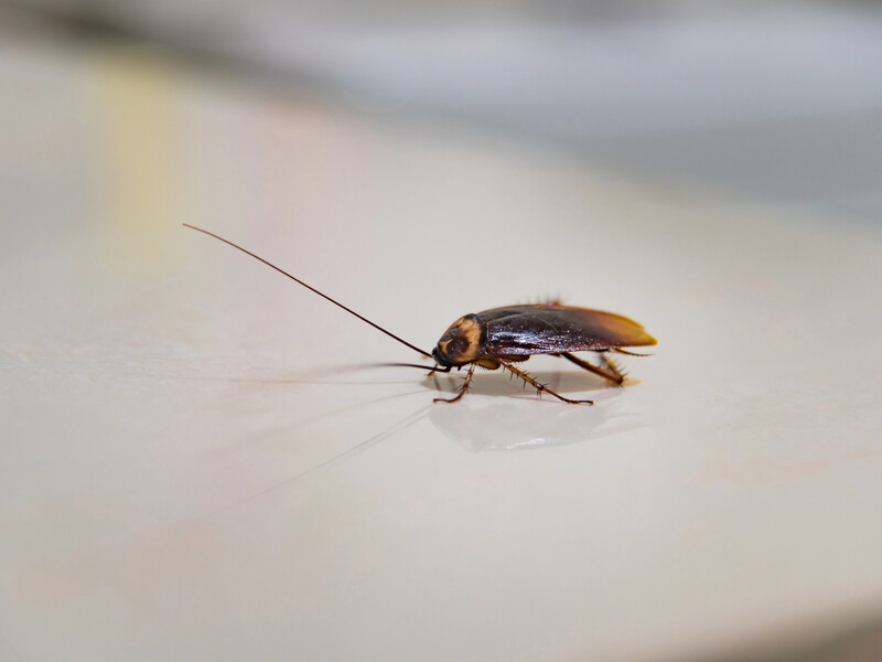 Жінка підпалила будинок під час спроби вбити таргана. Загинула мати двомісячної дитини