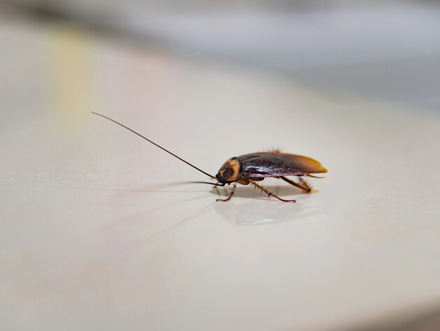 Жінка підпалила будинок під час спроби вбити таргана. Загинула мати двомісячної дитини