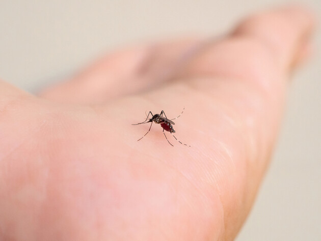 В Исландии впервые в истории обнаружили комаров. В чем причина?