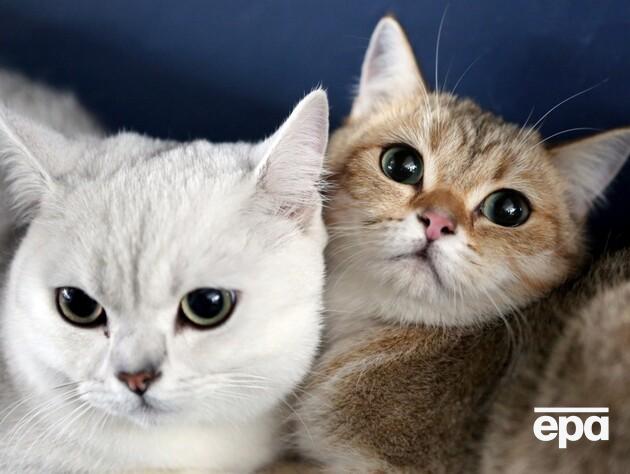 У Стамбулі чоловік виплачуватиме колишній дружині аліменти на котів. Як довго і яку суму? 