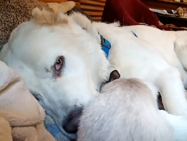 Величезний алабай став мамою для хворого кошеняти. Господар показав зворушливе відео їхньої дружби