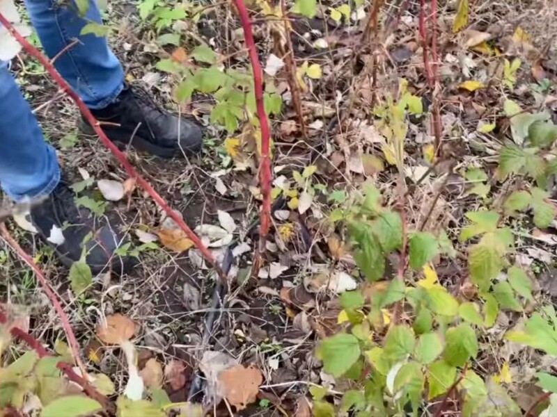Чтобы малина была с начала лета и до морозов, обрежьте ее именно так. Важный совет садовода