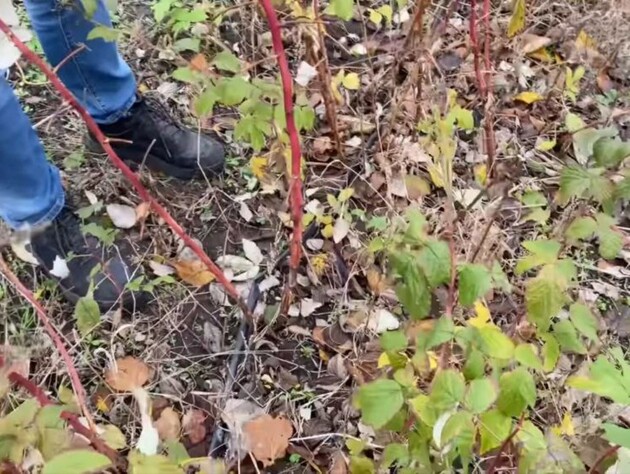 Чтобы малина была с начала лета и до морозов, обрежьте ее именно так. Важный совет садовода