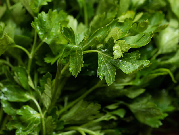 Весной у вас будет ранняя сочная петрушка. Не пропустите период, когда ее нужно сеять