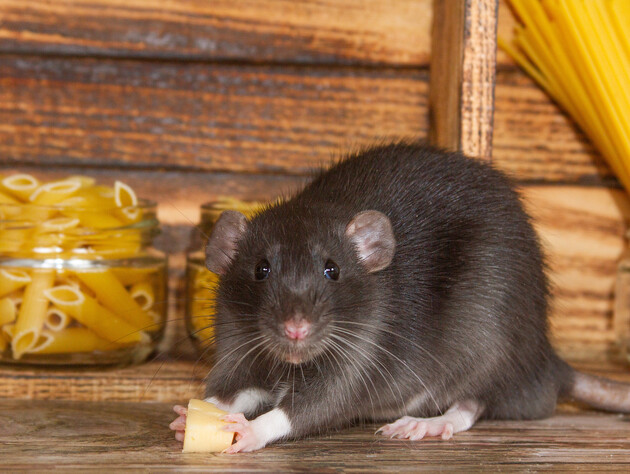 Ці прості засоби проженуть щурів із ділянки й дому