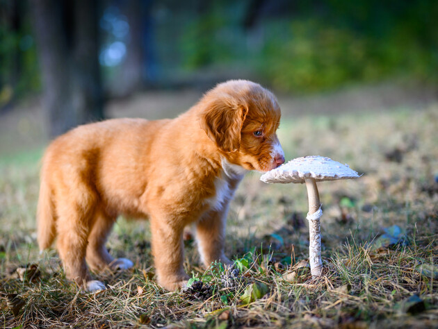 Ці п'ять нем'ясних продуктів украй небезпечні для собак