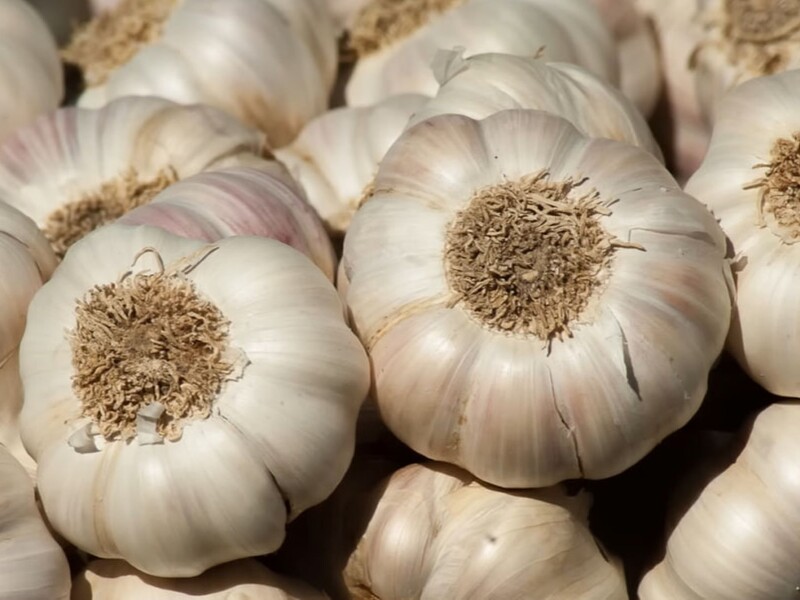 Саме з таких зубчиків часник виросте розміром як яблуко. Городниця розкрила секрет щедрого врожаю