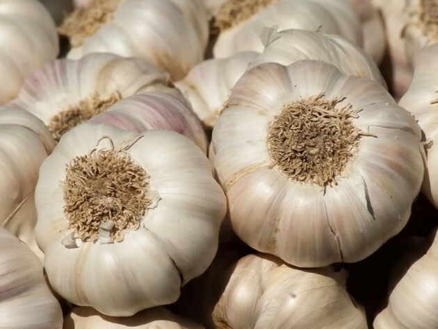 Саме з таких зубчиків часник виросте розміром як яблуко. Городниця розкрила секрет щедрого врожаю
