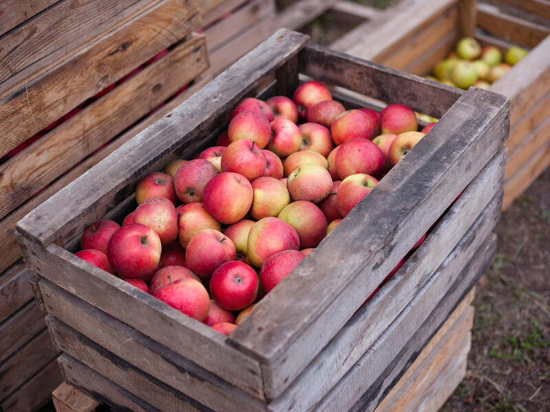 Поставте це в льосі поруч із яблуками – і вони будуть соковитими до самої весни. Секрет досвідчених садівників