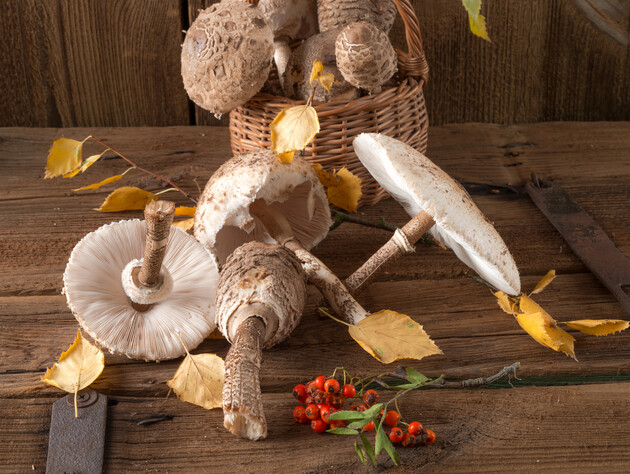 Що робити з грибами-парасольками? Порада Ярославського