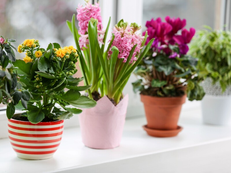 Опытные цветоводы всегда вставляют пять спичек в горшок. Секретный лайфхак, который стоит повторить