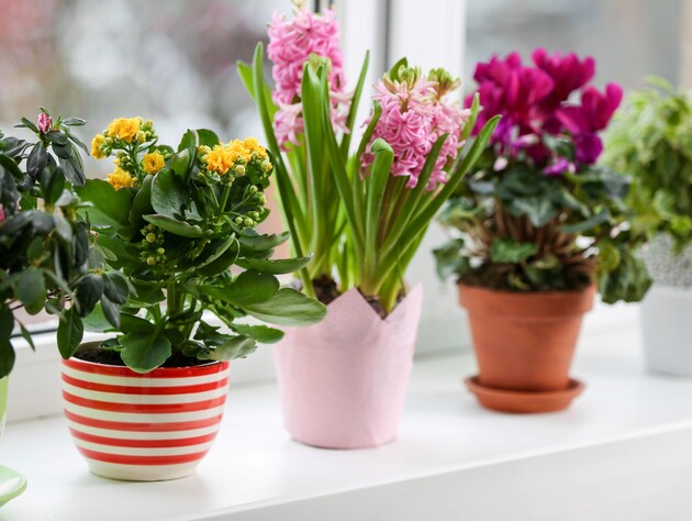 Досвідчені квітникарі завжди вставляють п'ять сірників у горщик. Секретний лайфхак, який варто повторити