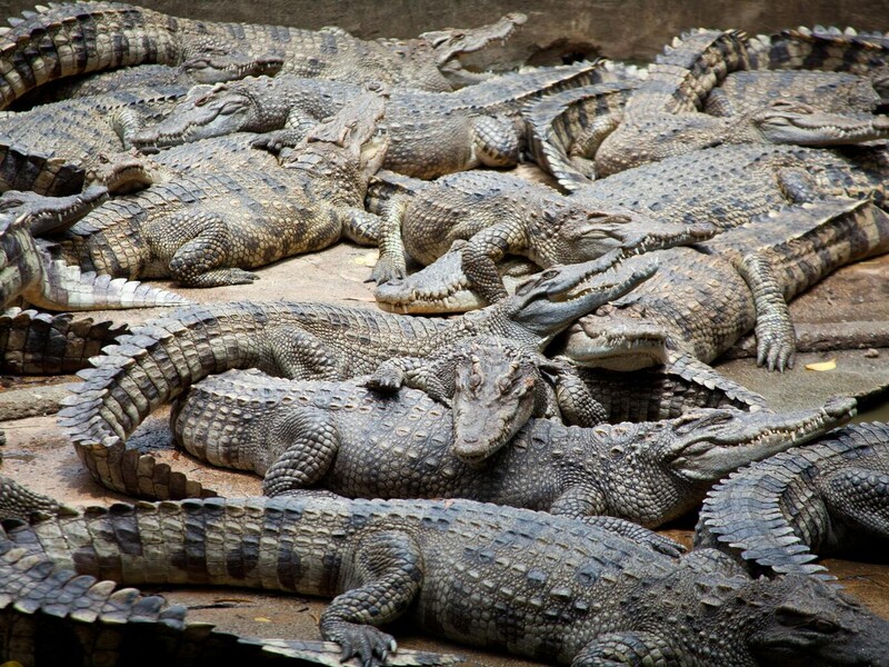 В Австралії річка з крокодилами пройшла перше тестування до Олімпійських ігор