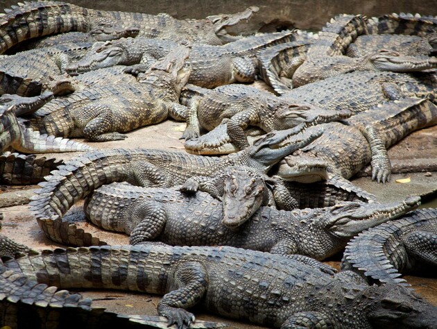 В Австралии река с крокодилами прошла первое тестирование к Олимпийским играм