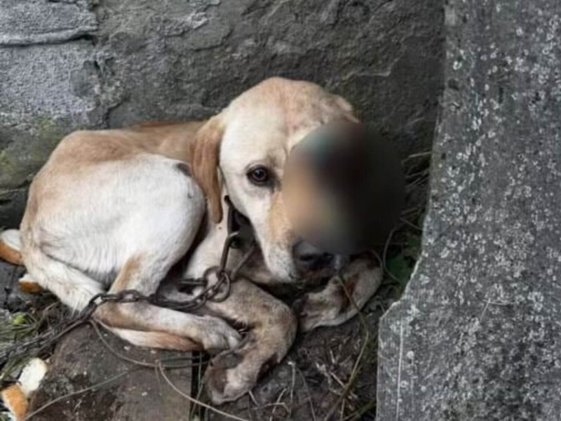 "Привязал лабрадора к мотоблоку и тащил по полевой дороге". Закарпатцу сообщили о подозрении