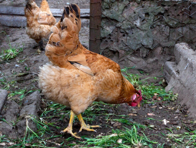 Залишки цих трьох продуктів зі свого столу ніколи не викидайте курям, бо вони загинуть