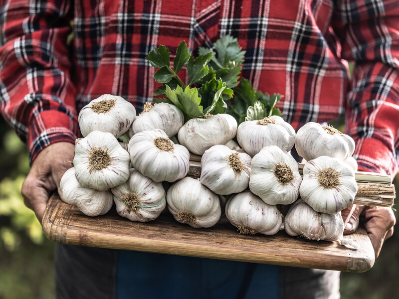 От стрелки – к элитным головкам: огородник рассказал, как вывести сорт однозубого чеснока