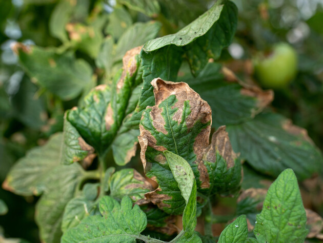 Проверенный раствор без химии уничтожит фитофтору уже в октябре. Только доступные составляющие