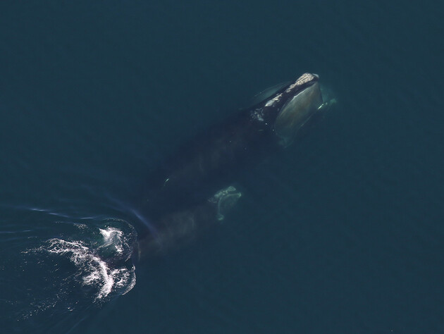 Популяція рідкісних великих китів почала відновлюватися. Науковці 