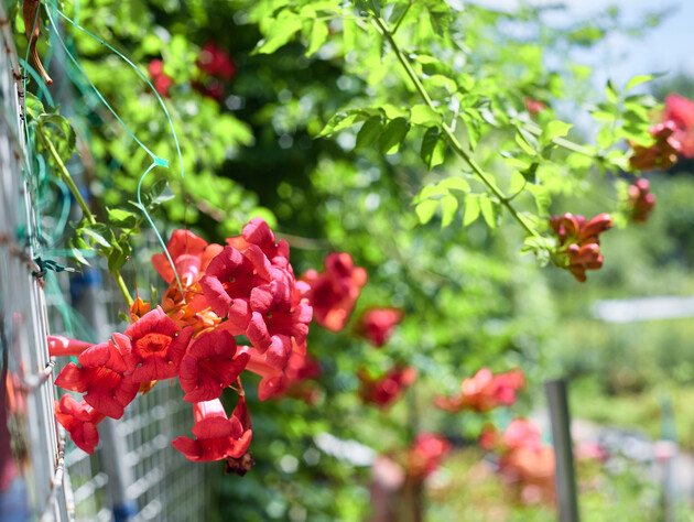 Ніколи не садіть ці рослини у дворі! Три найпотужніші агресори, які неможливо вивести