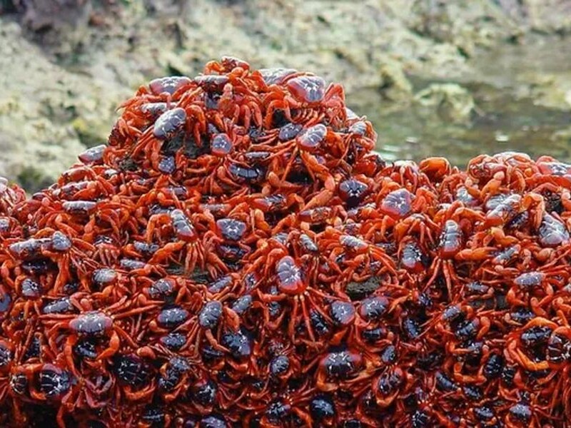 "Один із найнеймовірніших процесів на Землі". У мережі показали відео міграції червоних крабів