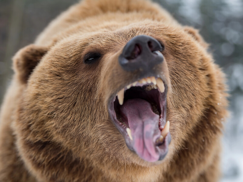 У Румунії в горах на туриста напав ведмідь. Він дістав численні поранення